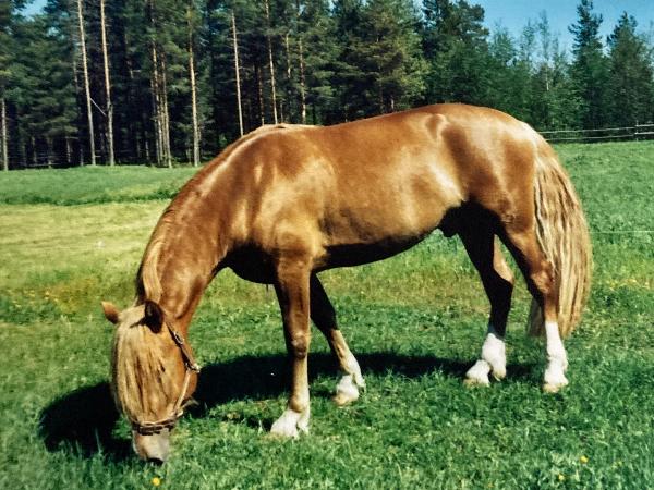 Vihi-Roope