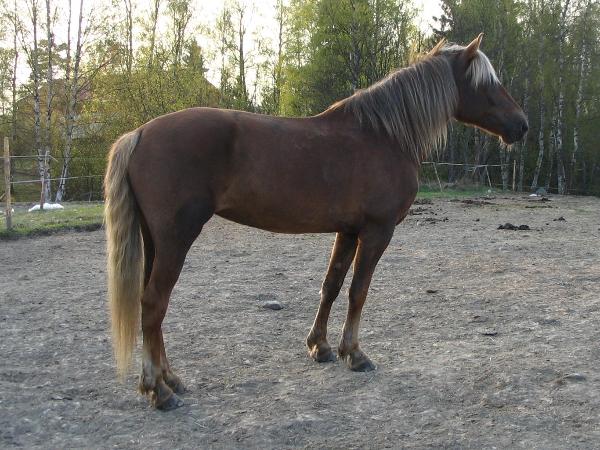 Pikku Mimmi