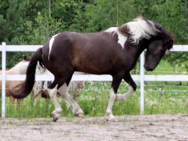 Konungur fra Vaahteramäki