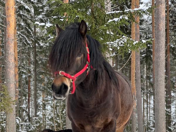 Mitt Hjärtas Tango