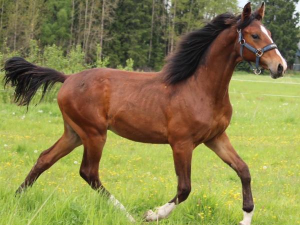 Suntoucher Aureal