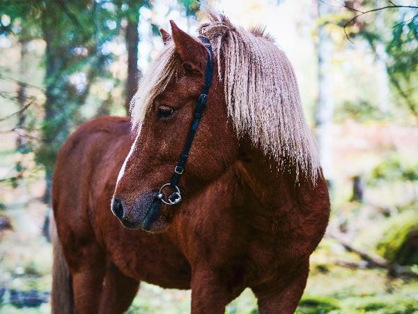 Sleipnir fra Starhill Stable