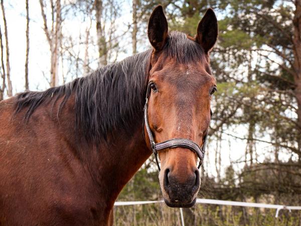 Alamo II