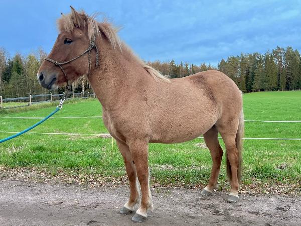 Salína fra Kaakkola