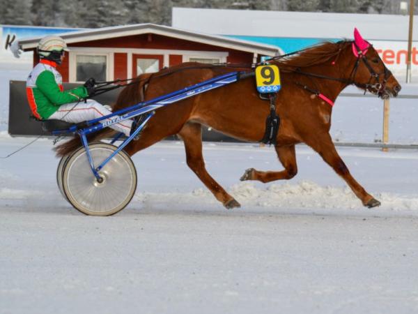 Hillen Helmitär