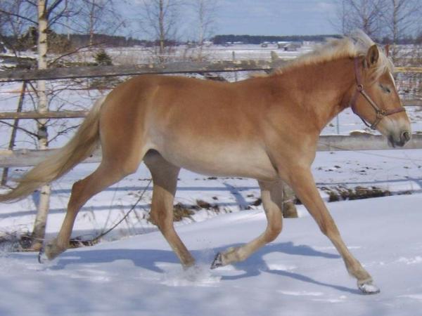Leenan Lumo