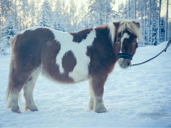 Linikkalan Rosabella