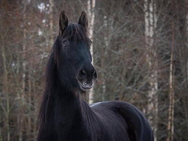 Rico van Johanna's Stal