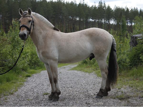 Mumin Foss