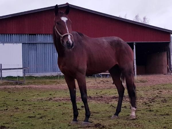 Handsome Pelle