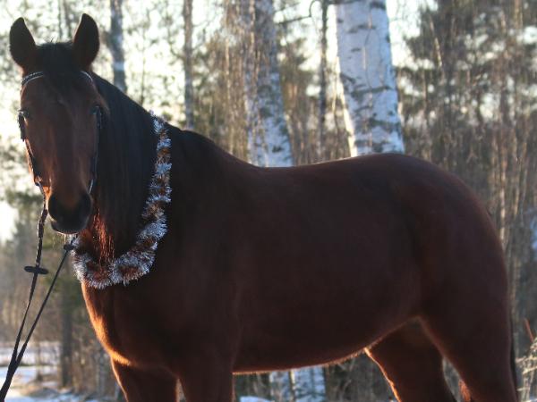 Leonore Crown