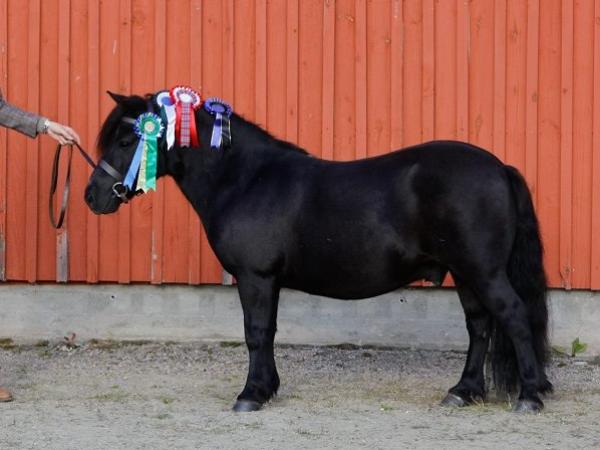 Ivanhoe av Friheten