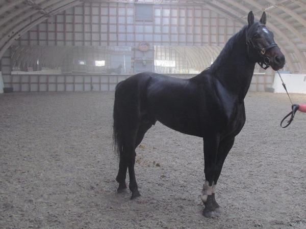 Polyromeo XO