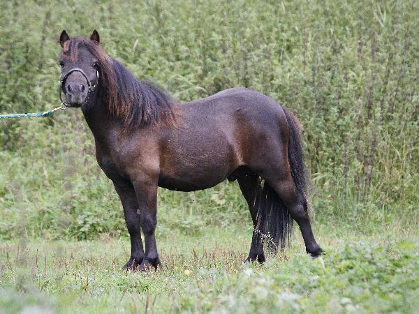 Welmeri