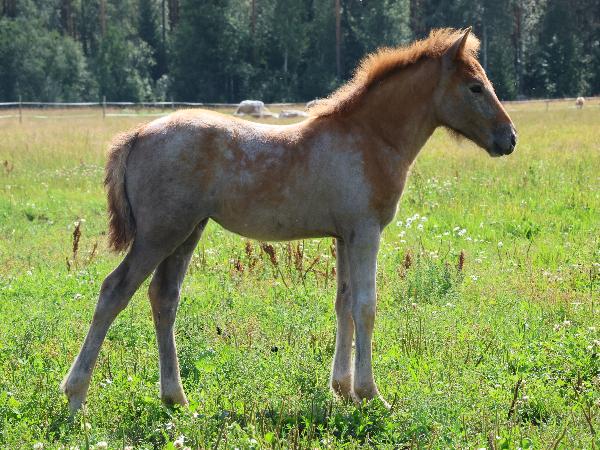 Nevan Illuusia