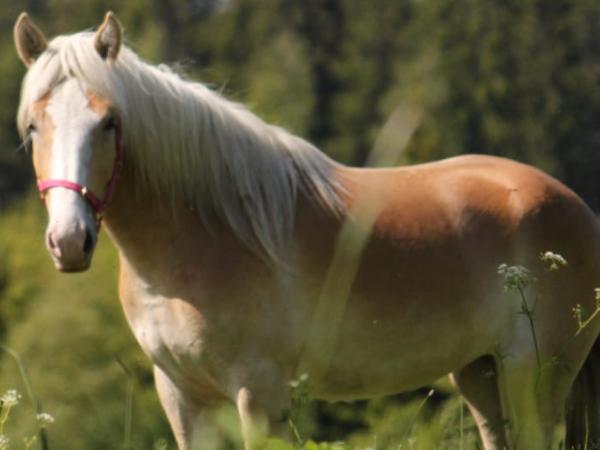 Vivia Jii