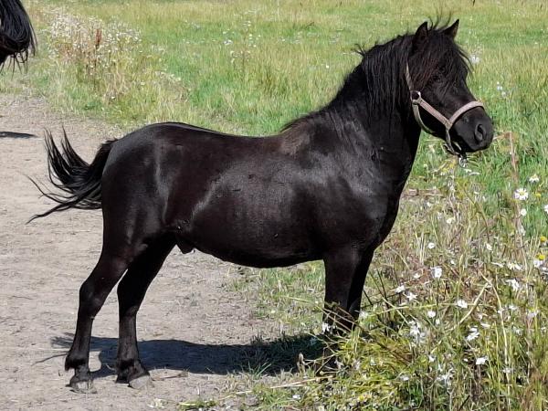 Raja Smokey