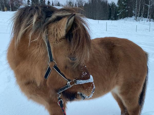 Heiða fra Riisgård