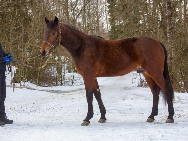 Lapland Hermes