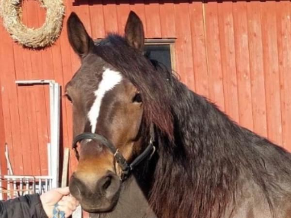 Vännfors Grynet*