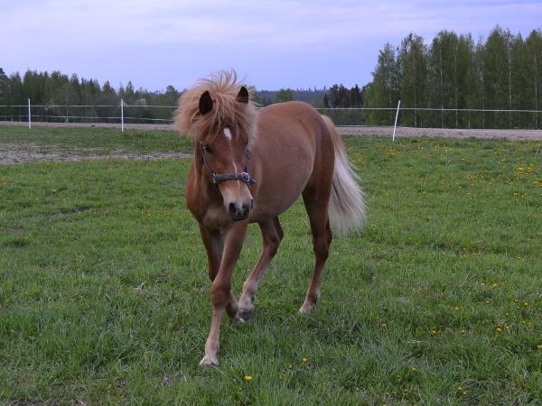 Kankaan Roope
