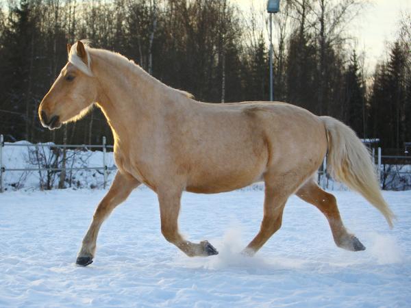 Vihurin Valentino