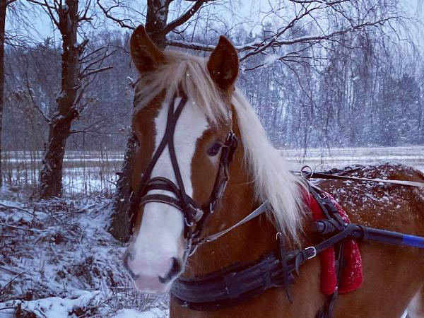 Lissie