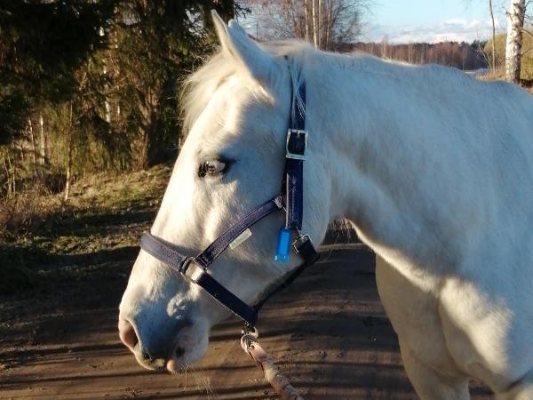 L.R. Babine Big Star