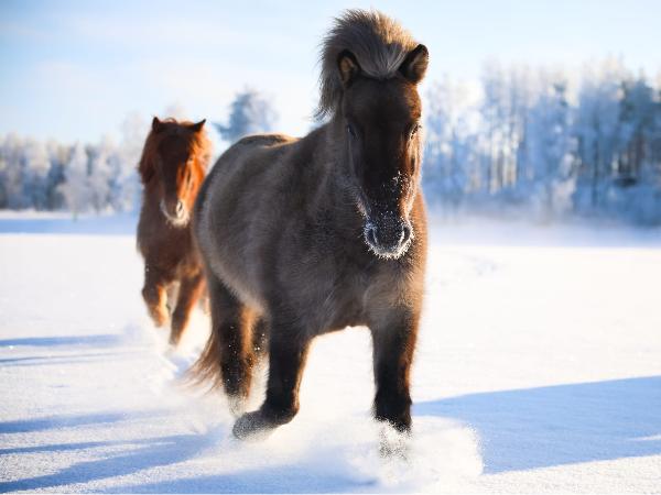 Flugsvinn fra Dofri
