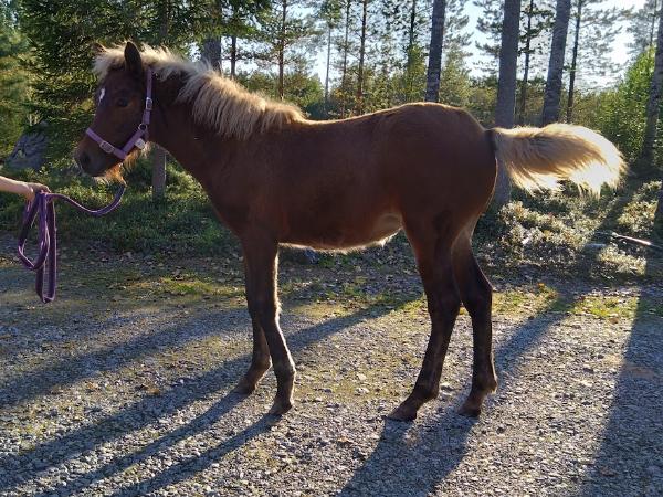 Hillrock's Magic Pearl