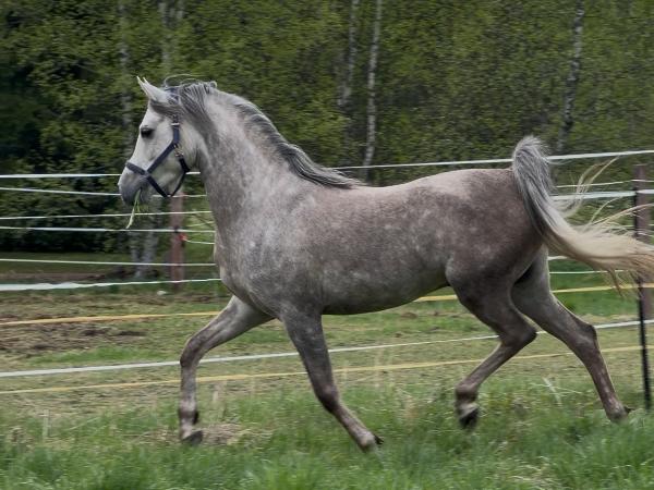 Nordic Blizzard ox