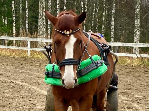 Junttieinari