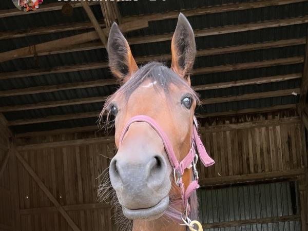 Amazing Trixie