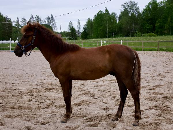 Tulenhaltija