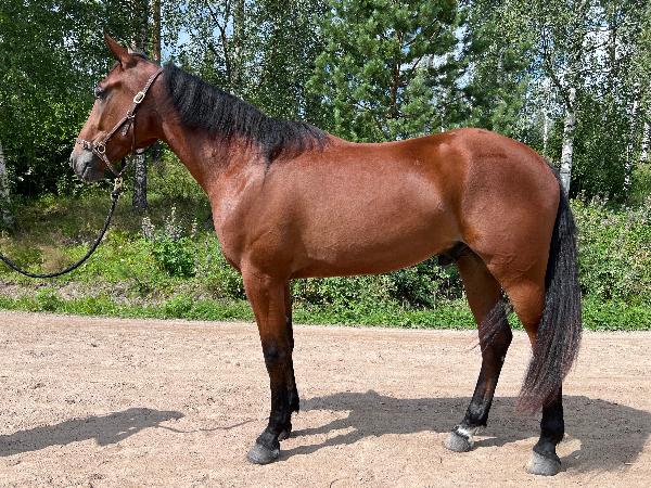 Foxfield's Iron