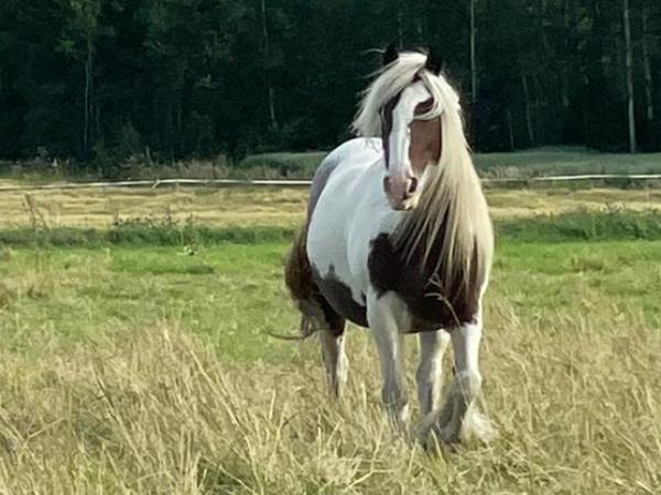 Brackenhill Shadow