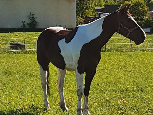 Zefanja v. Driene