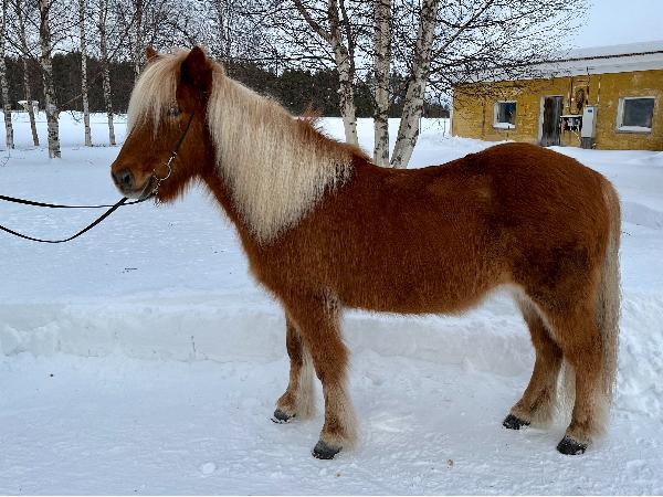 Neisti frá Sámsstöðum
