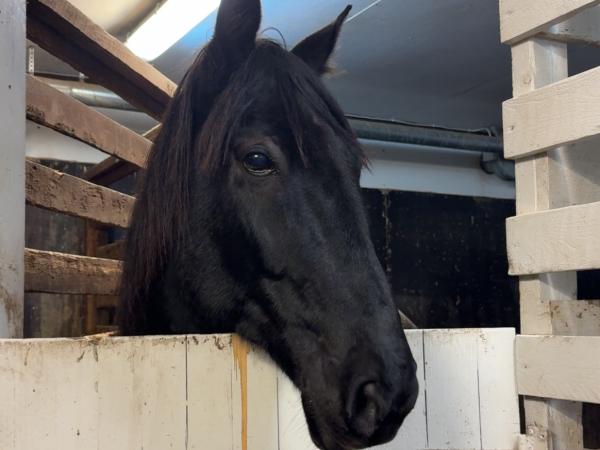 Stars Trot Breaker