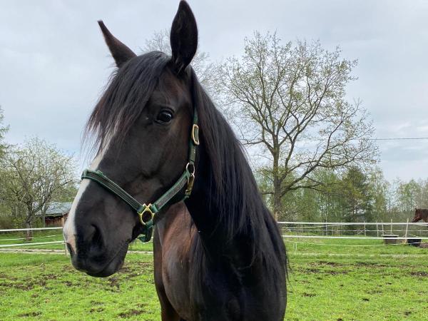 Poggio's Boy