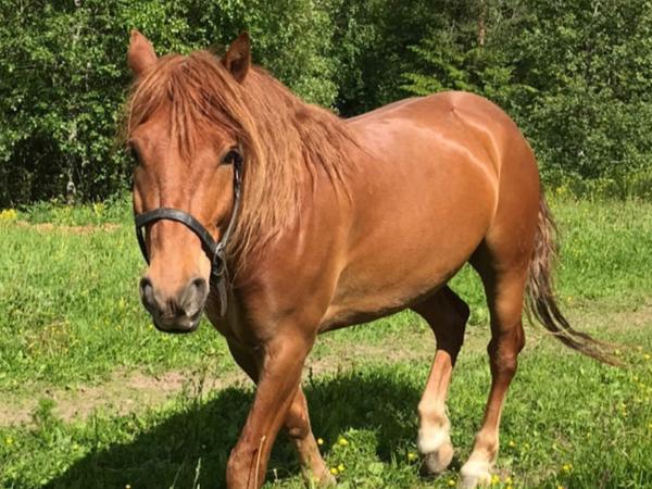 Sisukas Rols