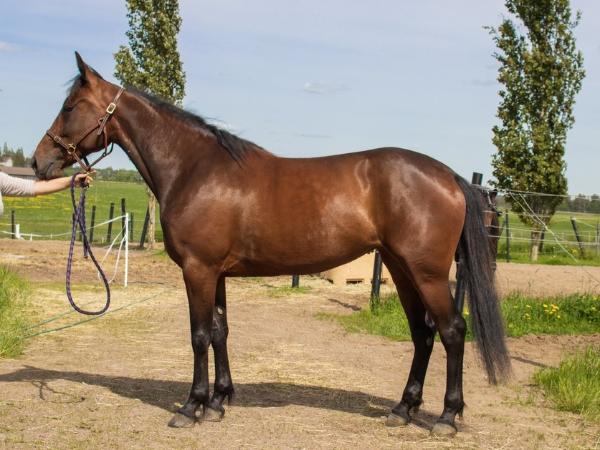 Bluehill's Sparkle