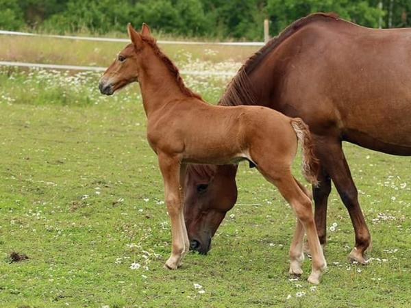 Meillon Ihmetys