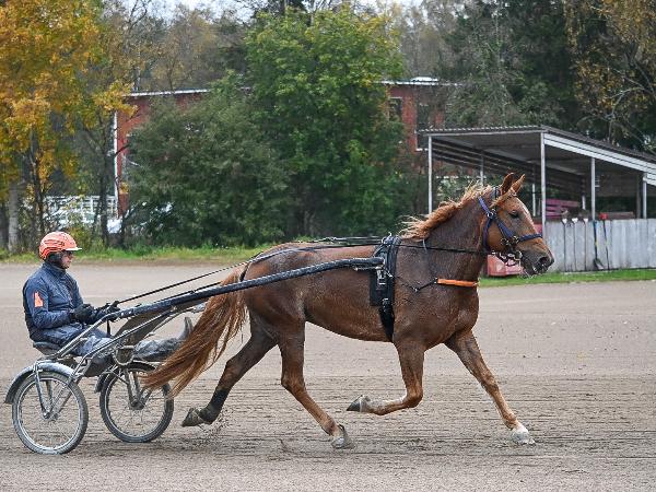 Ilon Kreivitär