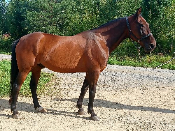 Classico Cavallo
