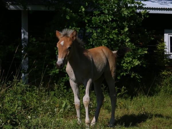 Kuusimäen Katriina
