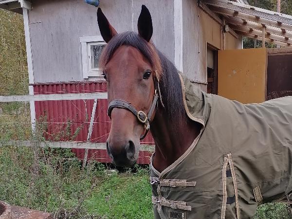 Skyfall Sofie