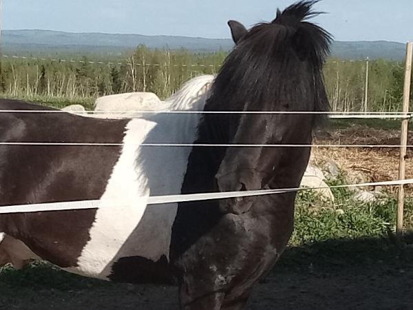 Minkur fra Ohorinne
