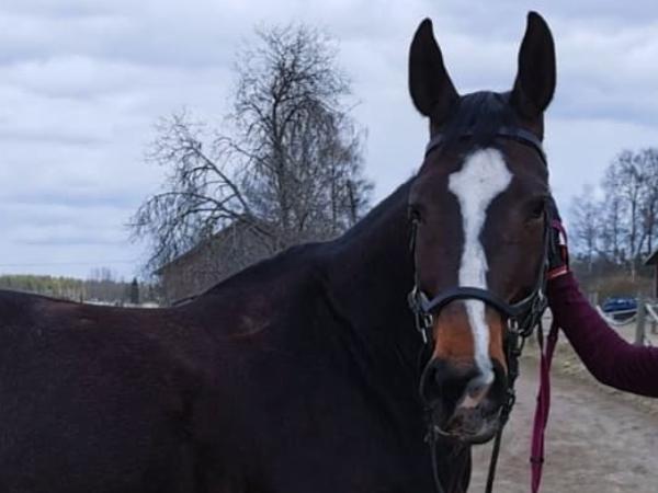 Celester