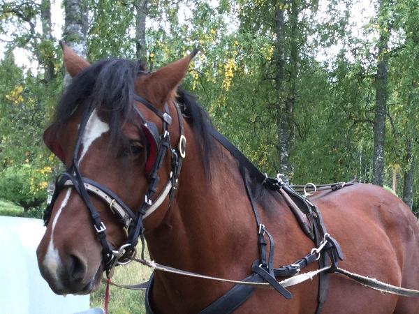 Vistan Vikki Rols